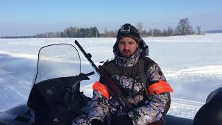 Загонная охота зимой на дикого кабана с собаками