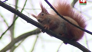 Новости Гродно. 15.03.2017. Ручные белки в Румлево