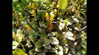 ПЕСЧАНКА  (ARENARIA)  сем. Гвоздичные