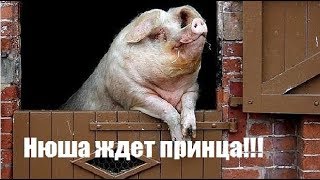 ПРИКОЛЫ С ДОМАШНИМИ ЖИВОТНЫМИ. ПРИКОЛЬНЫЕ ЖИВОТНЫЕ. ПРИКОЛЫ СО СВИНЬЯМИ, КОЗЛАМИ, КОРОВАМИ, ОВЦАМИ.