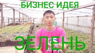 Бизнес идея. Выращивание ЗЕЛЕНИ. ВВЕДЕНИЕ.