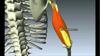 Biomecanica del cuerpo humano, Morfologia Funcional