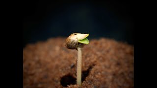 From Seed to Flower With SF2000