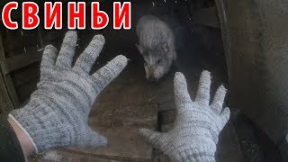 про село - ЗАБОЙ СВИНЕЙ / деревенская россия / свиноводство / ЛПХ / КФХ / #сельхоз-влог