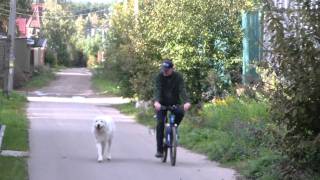 Обучение собаки бегу рядом с велосипедом. http://www.dogclass.ru/