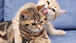 Si Meong Kucing Lucu ❤ Lagu Anak Populer