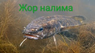 Подводная съемка и рыбалка на налима