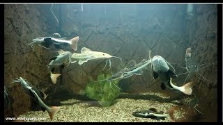 Hore !! Aquarium Baru Kebun Binatang Surabaya