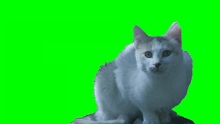 Real Cat  Green Screen 1080p