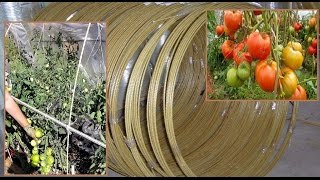 (Часть 1)Парник из стеклопластиковой арматуры для помидор