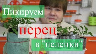 Пикируем перец в "пеленки". Золотые правила рассады.(25.03.16)
