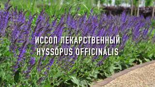 ИССОП ЛЕКАРСТВЕННЫЙ (Супер Медонос Украины)