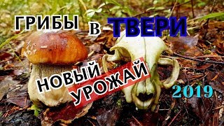 Новый урожай грибов в Тверской обл