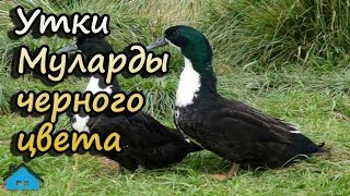 Утки Муларды черного цвета