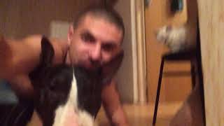 покусал собаку / bit the dog