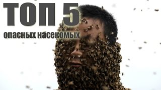 ТОП-5 САМЫХ ОПАСНЫХ НАСЕКОМЫХ .От BRAIN TV.