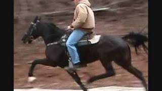 Lil Miss Morgan standardbred mare-sold!