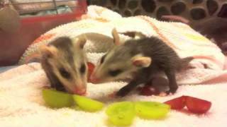 Possum Posse The Next Generation