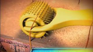 What is Derma Roller ? and how does it work ?