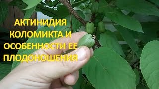 Достоинства и недостатки АКТИНИДИИ коломикта в период плодоношения. Выращивание актинидии коломикта.