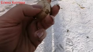 Мускусные утки,Малины. Чьё яйцо?