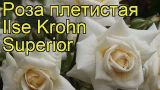 Роза плетистая Ильзе крОн супериОр. Краткий обзор, описание характеристик Ilse Krohn Superior
