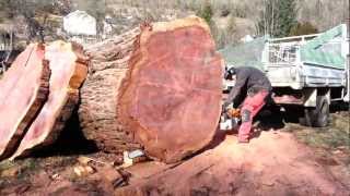 Séquoia et STIHL 880