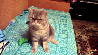 Кот охраняет игрушки / Cat toys guards