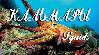 Кальмары — Squids