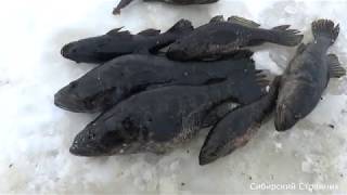 За убийцей рыб. Самая страшная рыба. Какая же она на вкус?
