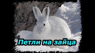 Петли на зайца, охота на зайца. ( Проверка петель № 2 )