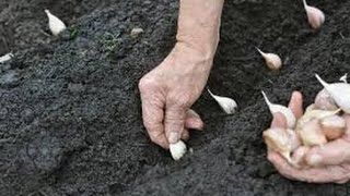 Planting Garlic (Winter Crop)