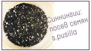 Синнингии: посев семян микросиннингии s.pusilla