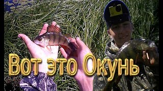 Вот это Окунь, давно не ловил таких Полосатых!  Рыбалка на поплавок.