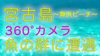 【水中360°撮影】舞浜ビーチで魚の群れに遭遇