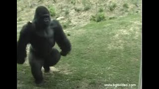 Gorilla Walks/Runs Upright Like a Man (long)
