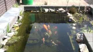 Koi Carp