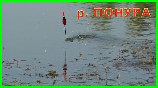 Рыбалка на реке Понура. Ловля на поплавок. Fishing Подводная съемка angeln la pesca câu cá  рыбалка