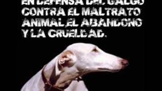 SOS GALGOS - Pon un galgo en tu vida