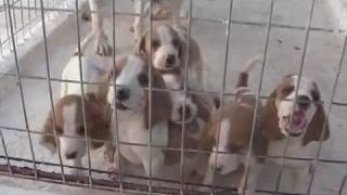ΚΟΥΤΑΒΙΑ ΣΒΙΤΣ (Schwyzer Laufhunde) ΛΑΓΟΣΚΥΛΑ