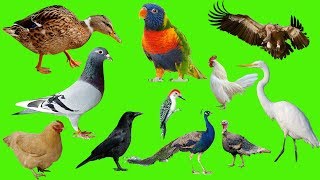 Learning For Kids | Animals, Birds, Animal Sounds, Fruits, Flowers, Vegetable تعلم الحيوانات والطيور