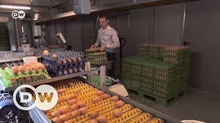 Почему куриные яйца изымают из продажи в Германии