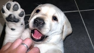 Белый мишка Лабрадор! Щенок лабрадора 1,5 мес. White bear Labrador! Puppy Labrador 1,5 months.