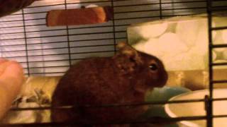 How to tame your degu (requested by Drumaster666)