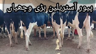 Pure australian big wachian,price 140000 per wachi for sale at malo mor mandi jhang 25 sep 2019