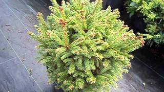 Picea abies Pygmaea