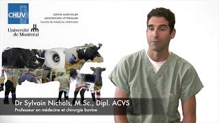 Chirurgie orthopédique bovine au CHUV