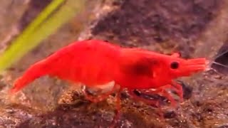 Beautiful Neocaridina Davidi Var. Red