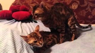 mating thoroughbred Bengal cats / вязка чистокровных бенгальских котов
