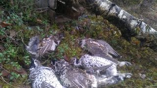 Охота на норку капканами+охота на рябчика.Hunting grouse + check traps.